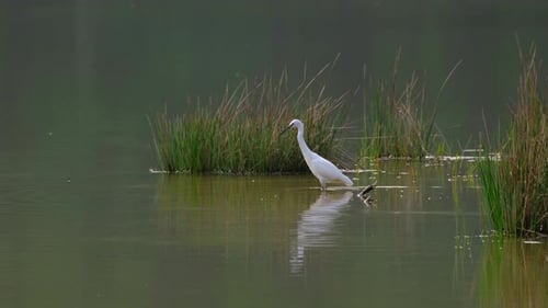 Seidenreiher, Egretta garzetta, Thailand; herumwaten und am See nach etwas zu essen suchen