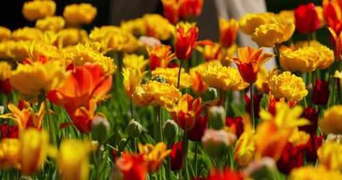 Eine idyllische Gartenszene mit leuchtend gelben Tulpen, die von warmem Sonnenlicht beleuchtet werden, in St. Petersburg