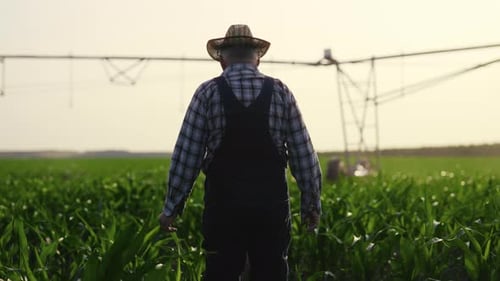 Farmer Walks Through Corn Field at Sunset