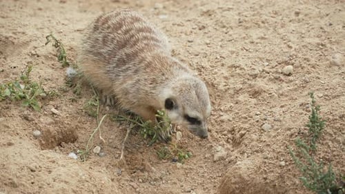 Meerkat Feeds on Fruits From Grassy Plant on Sand