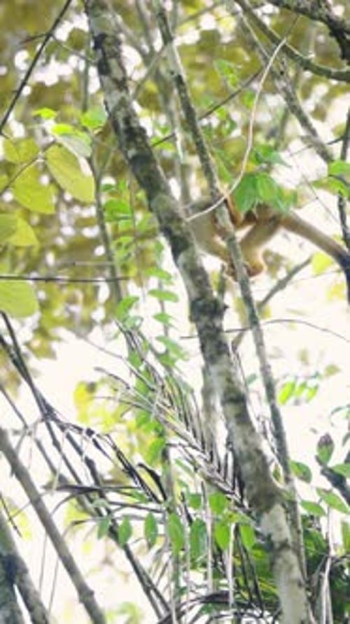 Singe-écureuil agile grimpant dans la forêt de mangrove du Costa Rica