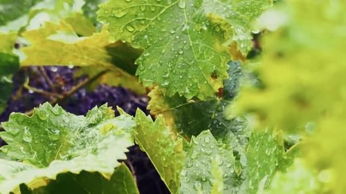 Green Plant Leaves Under The Rain 6