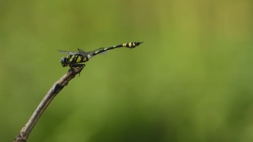 Tiger drogonfly UHD mp4 4k .