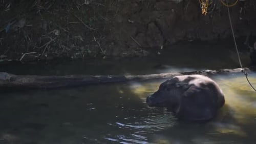Un buffle d'eau se reposant dans une rivière, se rafraîchissant