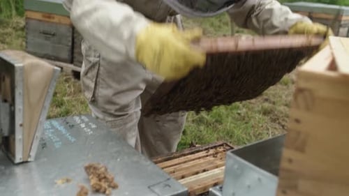 Beekeeper in protective workwear inspecting frame at apiary. The beekeeper holds a honeycomb with fr