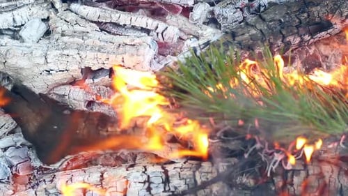 Burning Pine Branch in Campfire Close-up