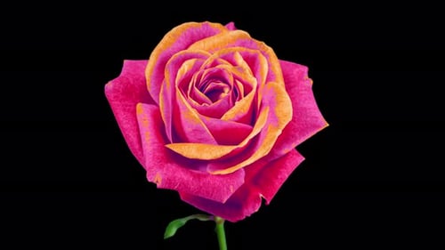 Lapse de tempo da flor de rosa vermelha amarela crescendo de broto a flor grande com Alpha Matte Channel