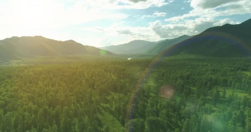 Aerial View Low Flight Above Evergreen Pine Tree Landscape with Endless Mountain Forest at Sunny