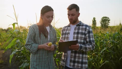 Two Farmers Analyzing Corn Quality in Field with Clipboard at Sunset