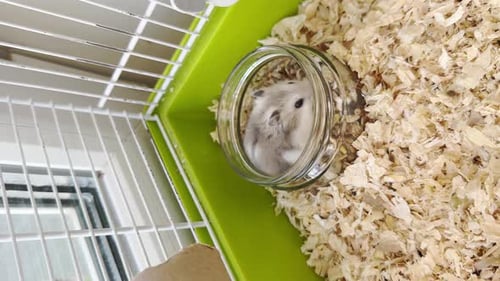 Cute Gray and White Hamster in Glass Jar