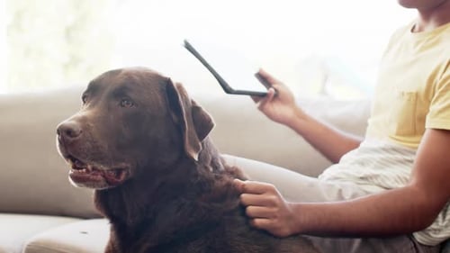 Man Pets Relaxed Brown Labrador Dog on Couch