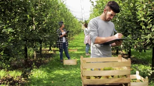 Young farmers working in orchard examining quality and picking pears.