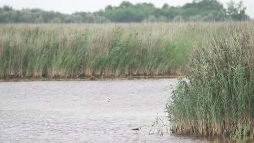 Wide shot of swamp with different species of birds. reeds and water. Black-tailed Godwit (Limosa lap