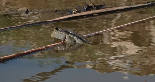 Mudskipper Resting on Branch in Murky Water