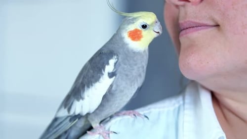 Femme embrasse un cockatiel gris assis sur l'épaule et picorant