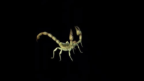 Realistic Animated Scorpion Walk Cycle