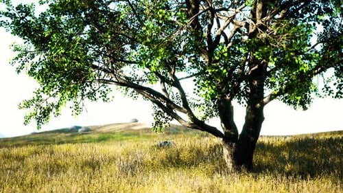 Landscape with a Hill and a Single Tree at Sunrise with Warm Light