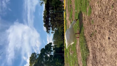 White goose grazing in a grassy park on a sunny day, shot with a vertical angle