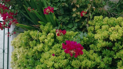 Frühlingsgartenblumen blühen in der Nähe von Hauszaungrün in Europa
