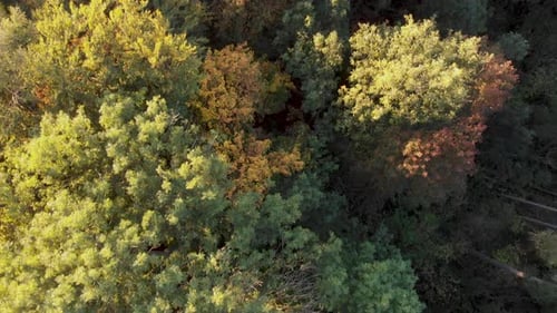 Aerial view of a forest in beautiful fall colors.