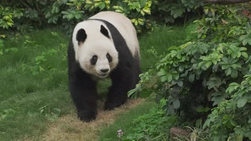 Cute Giant Panda Bear Walking