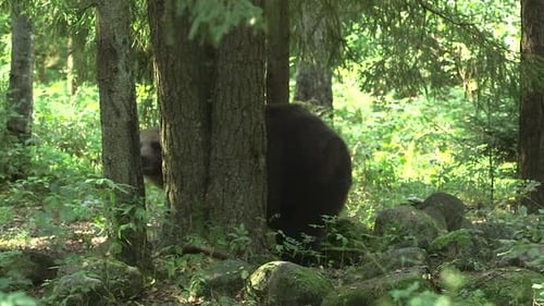 Big Brown Bear Walks in the Forest and Stomps Against a Tree.