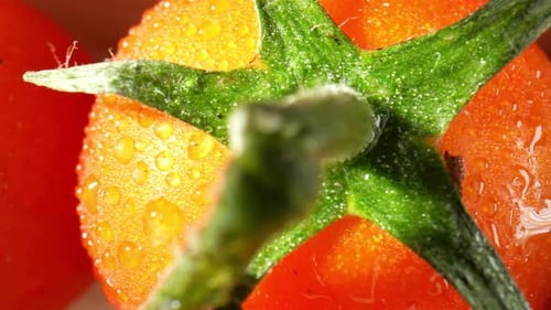 A close-up of a ripe tomato glistening with droplets of water