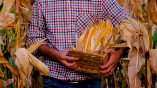 A Man Farmer Harvests Corn in a Field Selective Focus