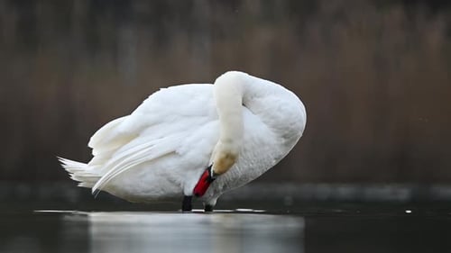 Weißer Schwan steht anmutig im ruhigen Seewasser