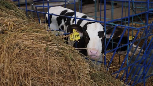 A Small Calf with Yellow Tags in Its Ears Lies on Hay in a Cage on a Dairy Farm