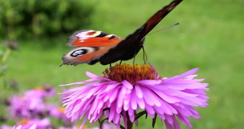 Peacock butterfly on pink chrysanthemum. Summer macro shooting.