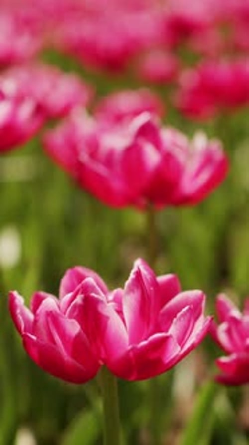 Pink and White Tulips Blooming in Spring Garden
