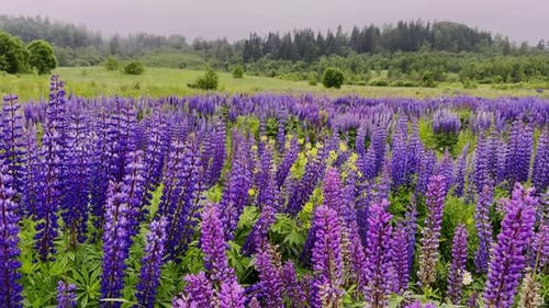 Beautiful Violet Summer Flowers in Green Grass Vibrant Purple Flowers Bloom in a Lush Meadow
