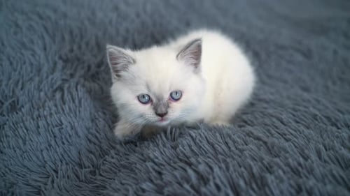 Cute Kitten Looking at Camera on Fluffy Blanket