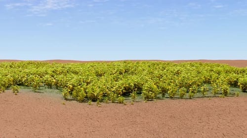 Vibrant Plant Growth on Dry Cracked Earth