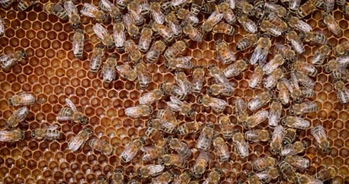 Honey Bees working on honeycomb close-up shot. Bees are best known to humans for their ecological