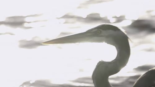 Close Up of Heron Near Shore at Sunset
