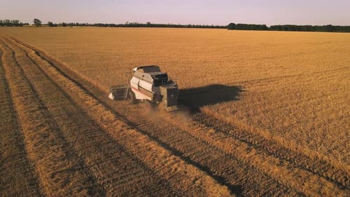 Combine Agriculture Machine Harvesting Golden Ripe Wheat Field
