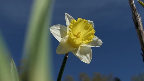Daffodil in garden, close up, Narcissus flower, happiness, joy and positivity