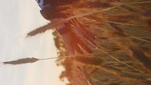 Vertical cinematic close up ear of wheat with woman hand