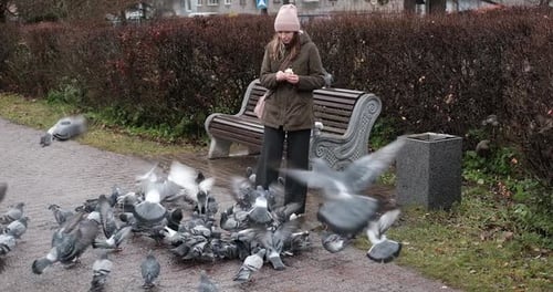 Tauben fressen in der Altstadt aus Menschenhand Frau füttert Vögel im Stadtpark Weibchen trägt