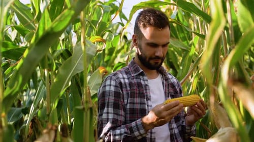 Farmer Agronomist Standing in Green Field Holding Corn in Hands and Analyzing Maize Crop