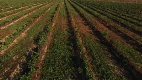 Agriculture Field Rows Aerial View 03