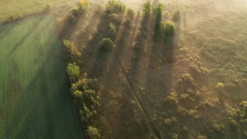 Rays of golden morning sunlight shine through trees and on farm fields with thin layer of fog hangin