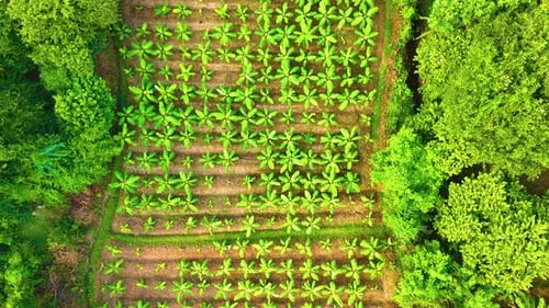 Banana Trees - Drone View - Backwards