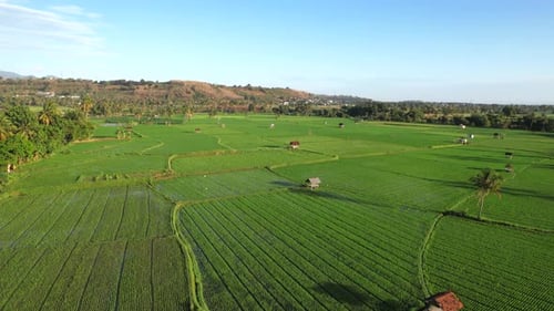 Aerial Rice Field