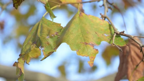 Trockene Ahornblätter im Wind, Herbstlandschaft