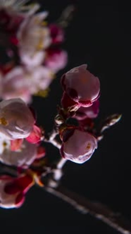 Zeitraffer des Blühens weißer Blütenblätter einer Aprikosenblüte
