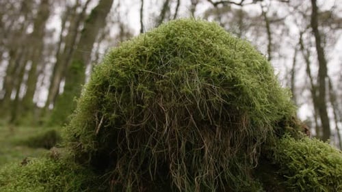 Moss on the forest floor