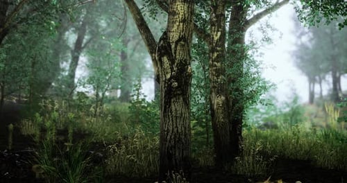 Misty Morning in a Serene Forest with Lush Greenery and Tranquil Atmosphere